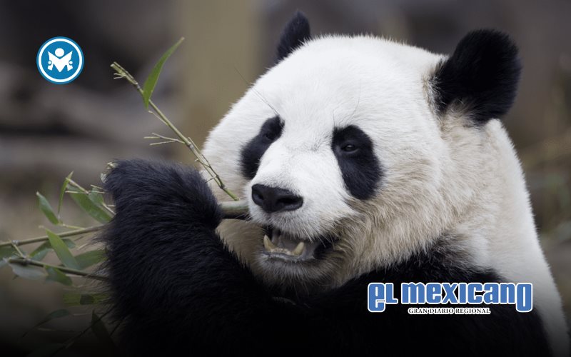 Panda gigante deja de estar en peligro de extinción Panda gigante deja de estar en peligro de extinción