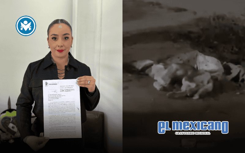 Regidora exige justicia por husky que muri&oacute; tras 10 d&iacute;as de abandono