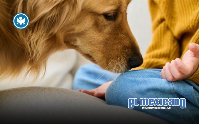 Cuatro enfermedades que pueden afectar la salud de tu perro durante todo el a&ntilde;o