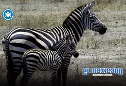 Donald Trump acusa a Trevor Noah de mentir y califica los Grammy de "inmirables"