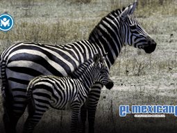 Día Internacional de la Cebra: un llamado global a proteger estas especies africanas Día Internacional de la Cebra: un llamado global a proteger estas especies africanas