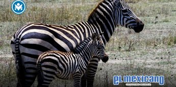 D&iacute;a Internacional de la Cebra: un llamado global a proteger estas especies africanas