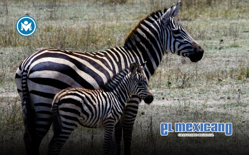 D&iacute;a Internacional de la Cebra: un llamado global a proteger estas especies africanas