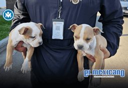 Aseguran casi 1,800 toneladas de droga en El Socorrito