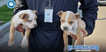 Rescatan cuatro cachorros vendidos de forma irregular en el bulevar Las Am&eacute;ricas