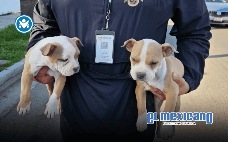 Rescatan cuatro cachorros vendidos de forma irregular en el bulevar Las Am&eacute;ricas