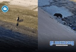 Extras disfrazados de arbustos en el show de Bad Bunny del Super Bowl ganaron hasta 1.300 d&oacute;lares