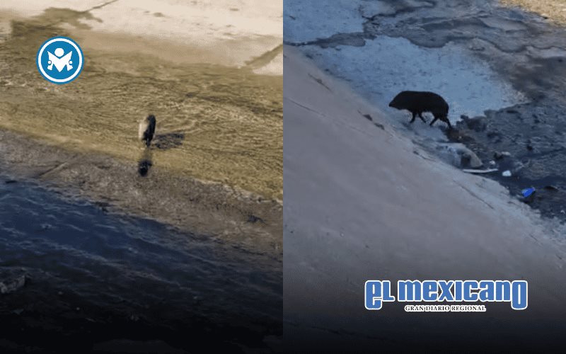 Jabal&iacute; causa inusual persecuci&oacute;n en canal de Chihuahua