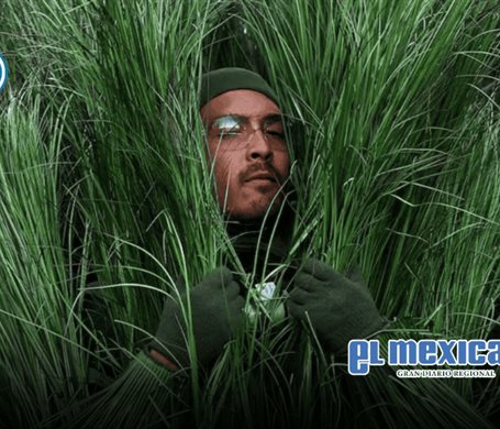 Extras disfrazados de arbustos en el show de Bad Bunny del Super Bowl ganaron hasta 1.300 d&oacute;lares