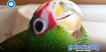 M&eacute;xico recupera once loros de frente blanca tras frustrado traslado ilegal a EU