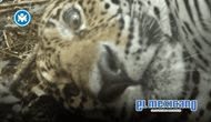 Jaguar se toma selfies frente a c&aacute;mara trampa en la selva de Yucat&aacute;n