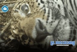 Carl´s Jr. regala hamburguesas este 14 de febrero... a cambio de un beso Carl´s Jr. regala hamburguesas este 14 de febrero... a cambio de un beso