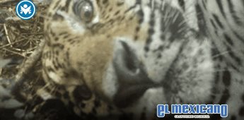 Jaguar se toma selfies frente a c&aacute;mara trampa en la selva de Yucat&aacute;n