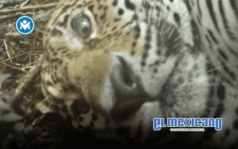 Jaguar se toma selfies frente a c&aacute;mara trampa en la selva de Yucat&aacute;n