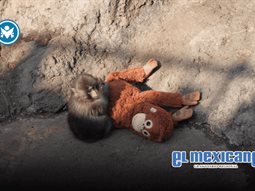 Punch, el mono hu&eacute;rfano de Jap&oacute;n, encuentra consuelo en un peluche