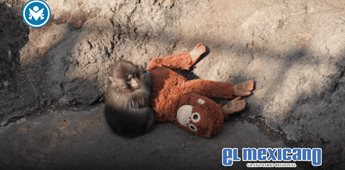 Punch, el mono hu&eacute;rfano de Jap&oacute;n, encuentra consuelo en un peluche