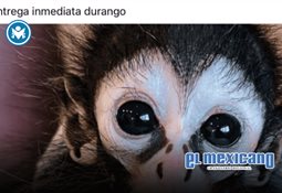 M&aacute;s de mil corredores se unen al primer Circuito Actinver contra el c&aacute;ncer de p&aacute;ncreas y colorrectal