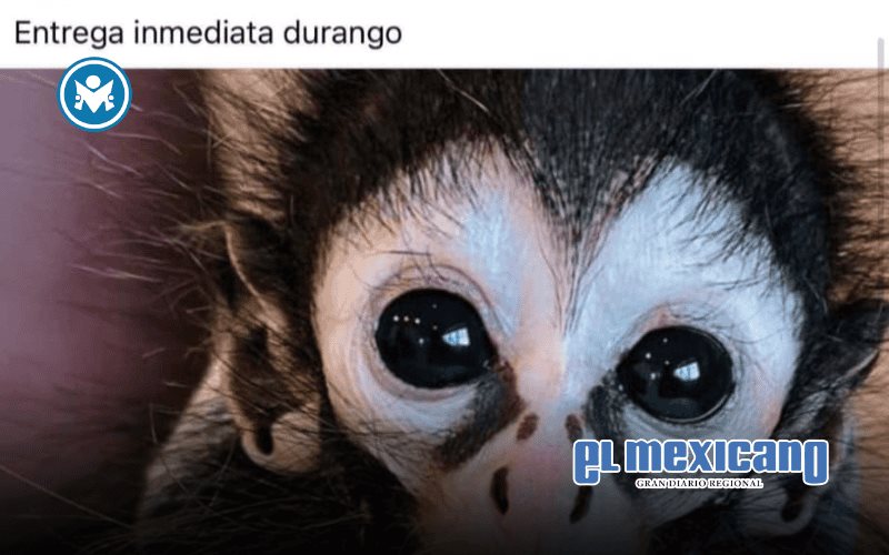 Desde pol&iacute;ticos hasta influencers presumen posesi&oacute;n de monos por la impunidad de las autoridades ante el tr&aacute;fico de especies.