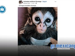 AZCARM condena exhibici&oacute;n de monos en redes y eventos p&uacute;blicos