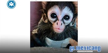 AZCARM condena exhibición de monos en redes y eventos públicos AZCARM condena exhibición de monos en redes y eventos públicos