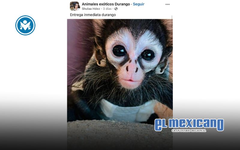 AZCARM condena exhibici&oacute;n de monos en redes y eventos p&uacute;blicos