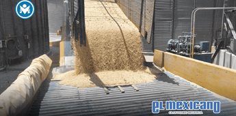 Productores de maíz exigen acción del gobierno ante oleada de importaciones Productores de maíz exigen acción del gobierno ante oleada de importaciones