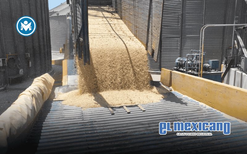 Productores de ma&iacute;z exigen acci&oacute;n del gobierno ante oleada de importaciones