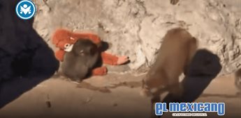 Macaco agrede a Punch tras su integraci&oacute;n a nueva manada