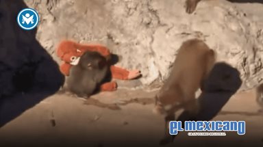 Macaco agrede a Punch tras su integración a nueva manada Macaco agrede a Punch tras su integración a nueva manada