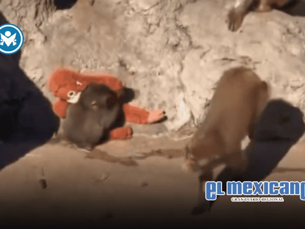 Macaco agrede a Punch tras su integraci&oacute;n a nueva manada