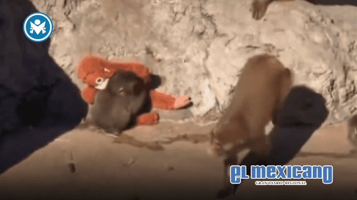 Macaco agrede a Punch tras su integraci&oacute;n a nueva manada