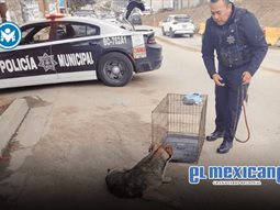 Rescatan a perro lesionado tras presunto atropellamiento en colonia Munguía Rescatan a perro lesionado tras presunto atropellamiento en colonia Munguía