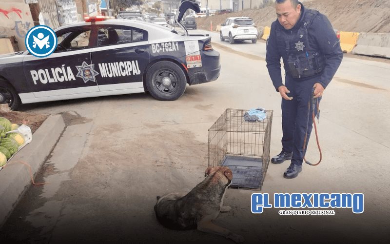 Rescatan a perro lesionado tras presunto atropellamiento en colonia Munguía Rescatan a perro lesionado tras presunto atropellamiento en colonia Munguía