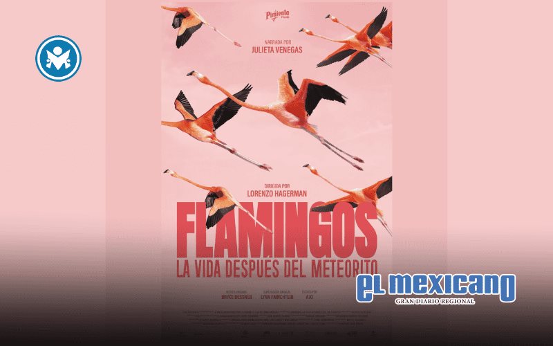 "Flamingos" llega a cines: documental sobre la vida y resiliencia del flamenco caribeño "Flamingos" llega a cines: documental sobre la vida y resiliencia del flamenco caribeño