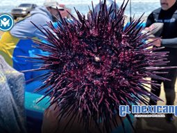 Concluye temporada del erizo rojo en Baja California; reabrir&aacute; en julio tras periodo de veda