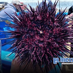 Concluye temporada del erizo rojo en Baja California; reabrir&aacute; en julio tras periodo de veda