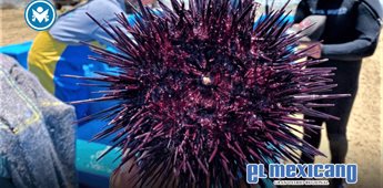 Concluye temporada del erizo rojo en Baja California; reabrir&aacute; en julio tras periodo de veda