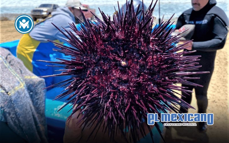 Concluye temporada del erizo rojo en Baja California; reabrir&aacute; en julio tras periodo de veda