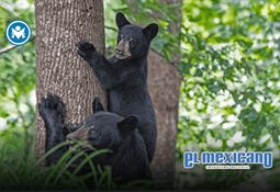 Bombay impulsa la creatividad de ACH Foods M&eacute;xico como nueva agencia estrat&eacute;gica