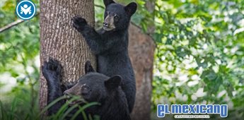 Gobierno y panificadora lanzan campa&ntilde;a para proteger osos negros