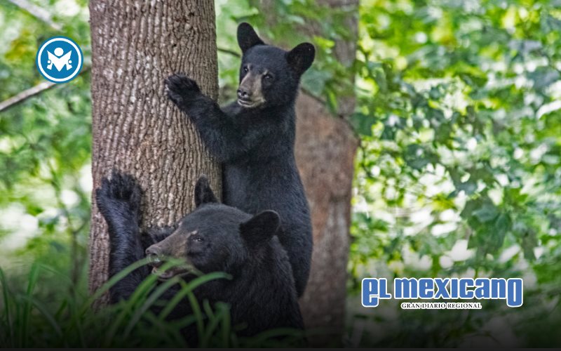 Gobierno y panificadora lanzan campa&ntilde;a para proteger osos negros