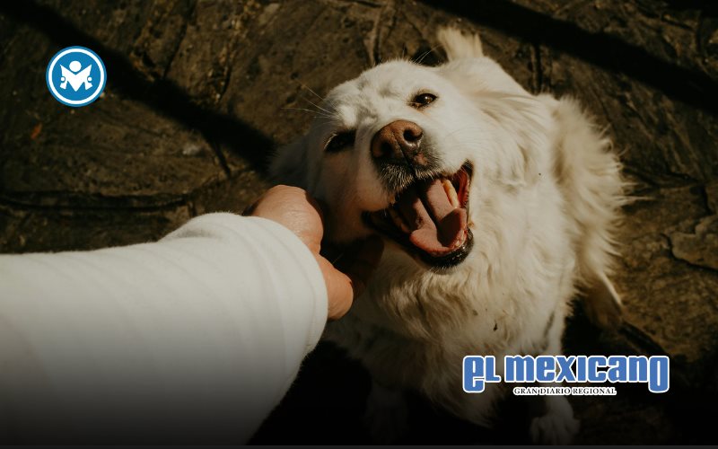 Custodia de mascotas, un tema legal cada vez m&aacute;s frecuente en los divorcios