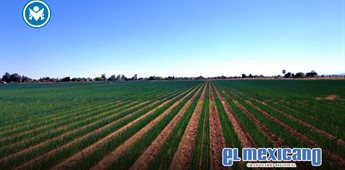 Invita SADER BC a productoras y productores a registrarse en los programas 2026