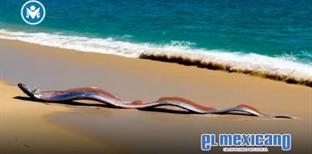 Aparecen dos peces remo en playas de Cabo San Lucas