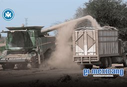 Aparecen dos peces remo en playas de Cabo San Lucas