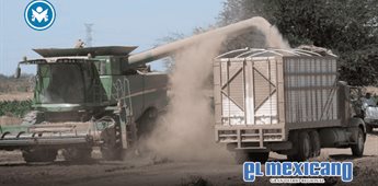 Aumento del petr&oacute;leo encarece producci&oacute;n de ma&iacute;z en Sinaloa