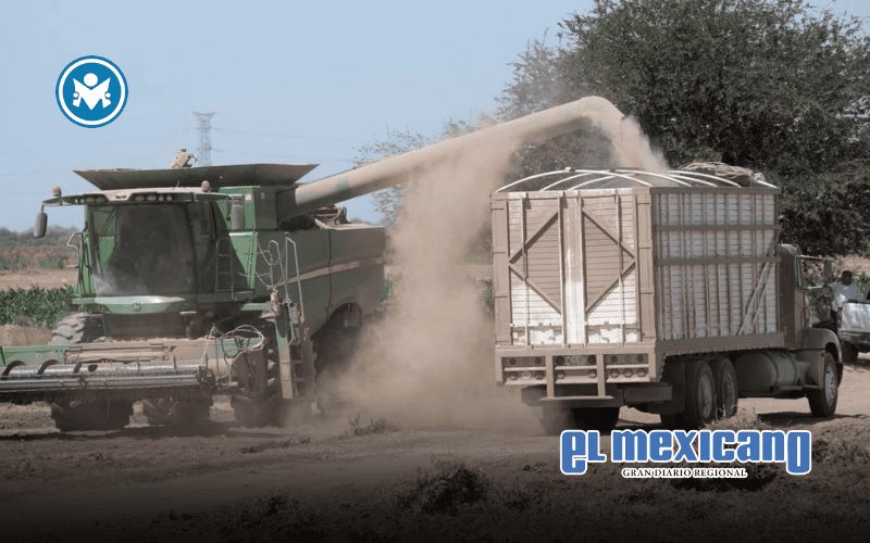 Aumento del petr&oacute;leo encarece producci&oacute;n de ma&iacute;z en Sinaloa