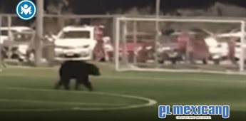 Oso negro irrumpe en cancha de futbol en Nuevo Le&oacute;n
