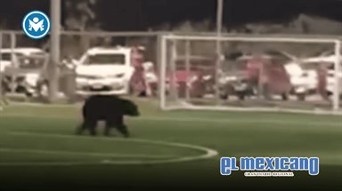 Oso negro irrumpe en cancha de futbol en Nuevo Le&oacute;n
