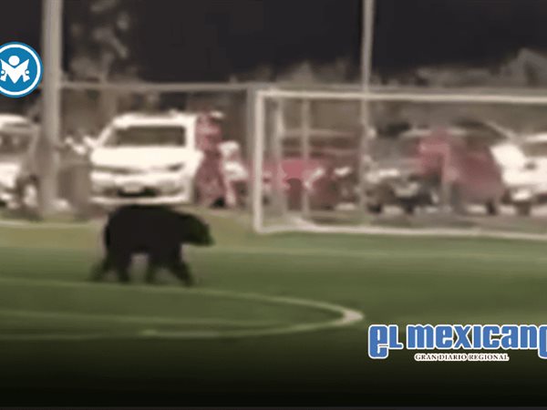 Oso negro irrumpe en cancha de futbol en Nuevo Le&oacute;n